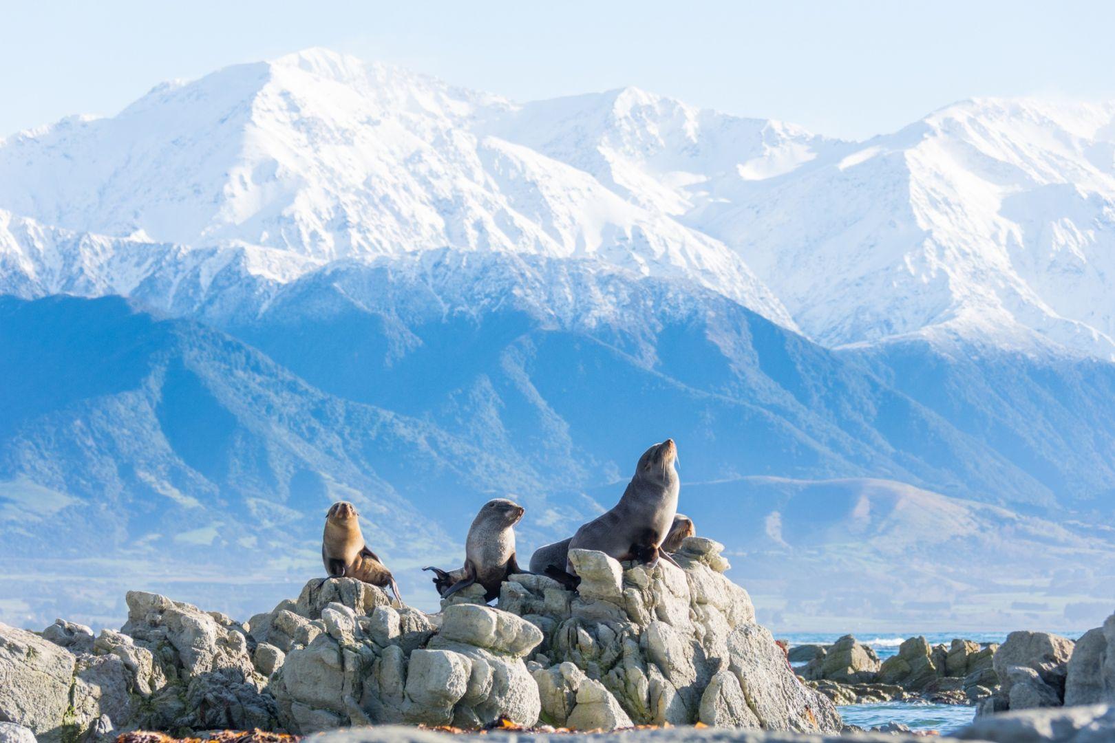 Seals sitting on rocks with snow covered mountains in the background