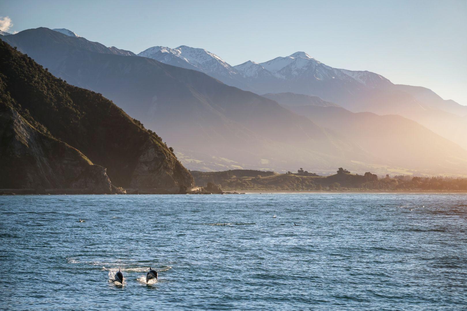 Dolphins jumping out of ocean, with mountains in the background