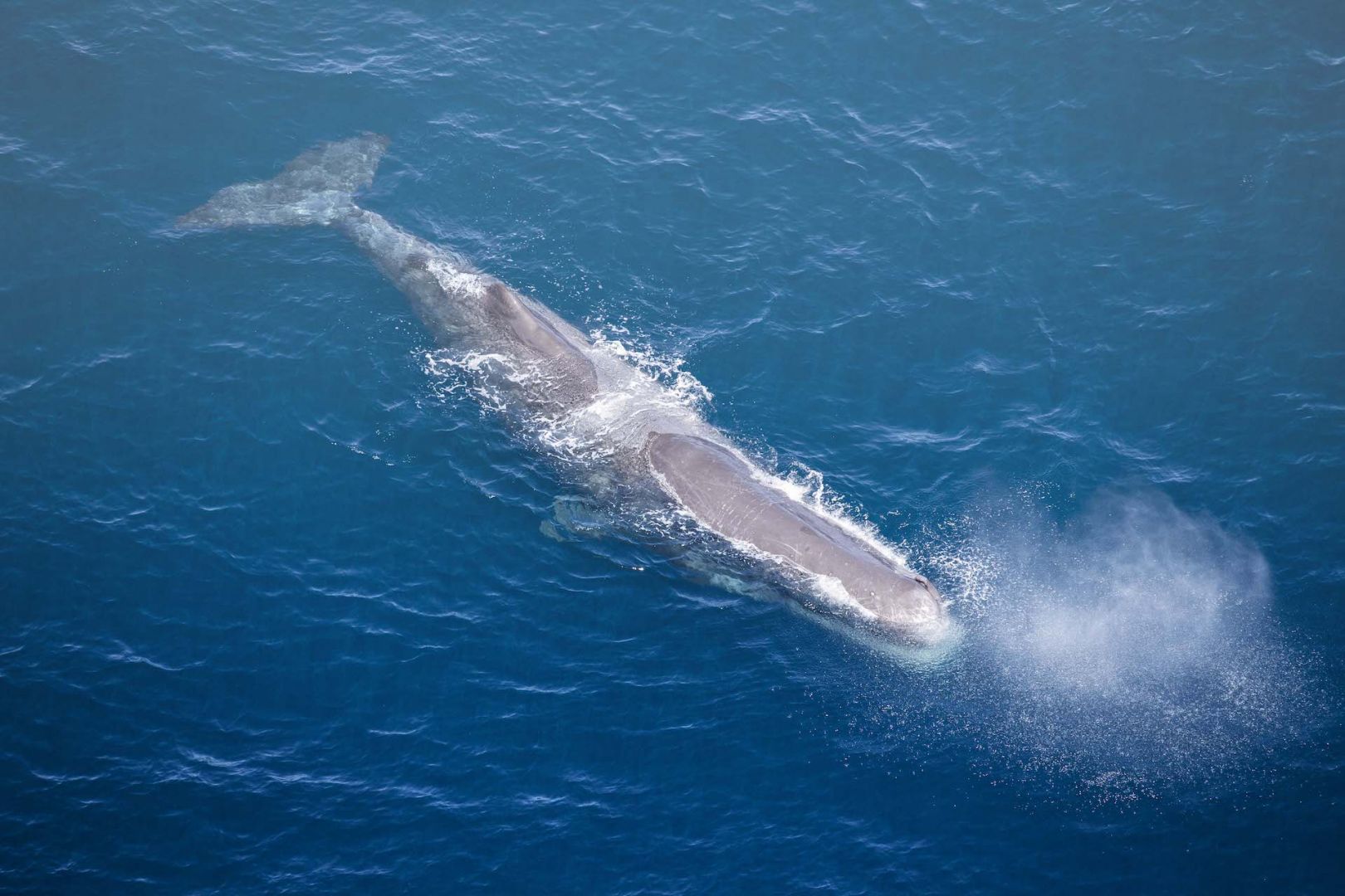 Sperm Whale