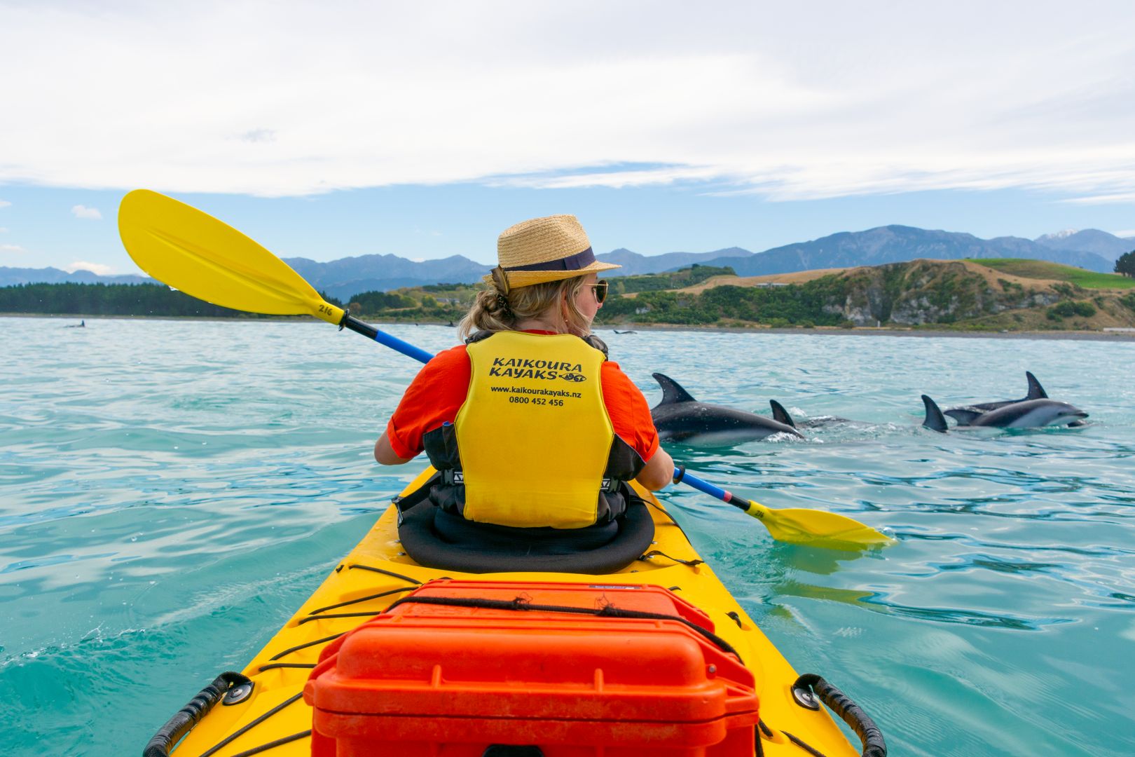 kayak tours kaikoura