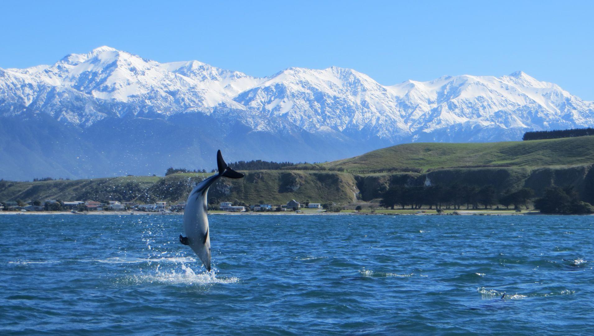 Kaikoura Kayaks- Dusky Dolphins