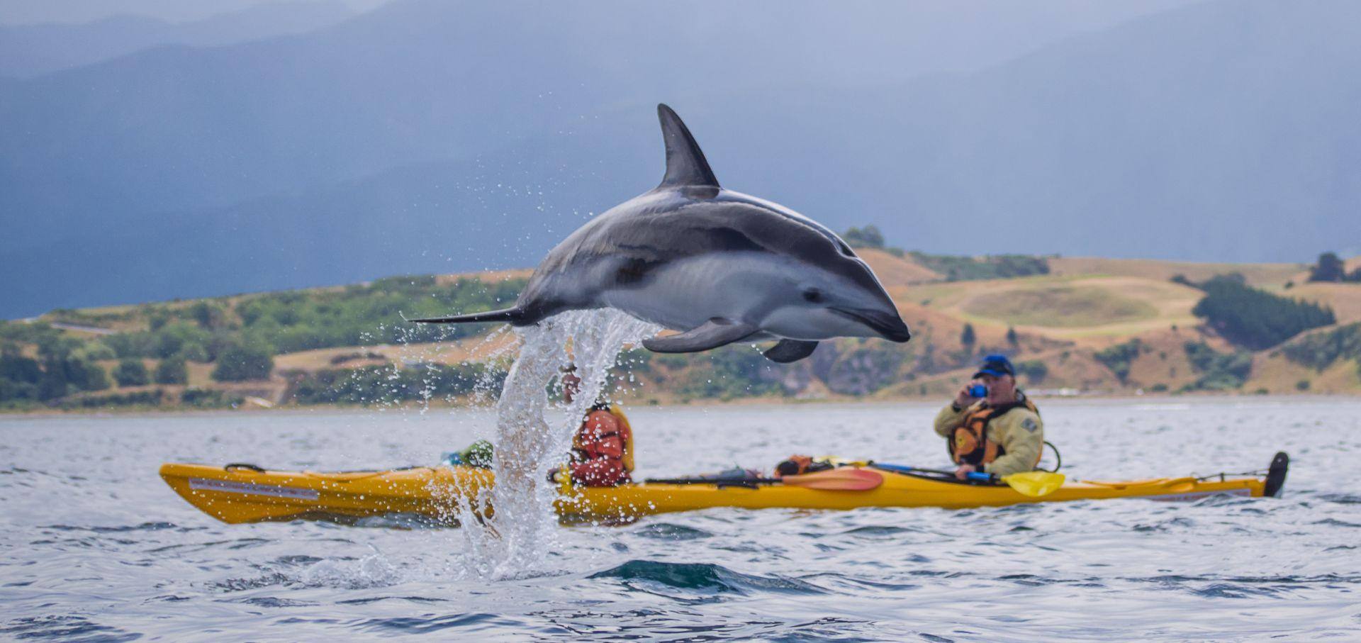 Dusky Dolphin Kaikoura Kayaks
