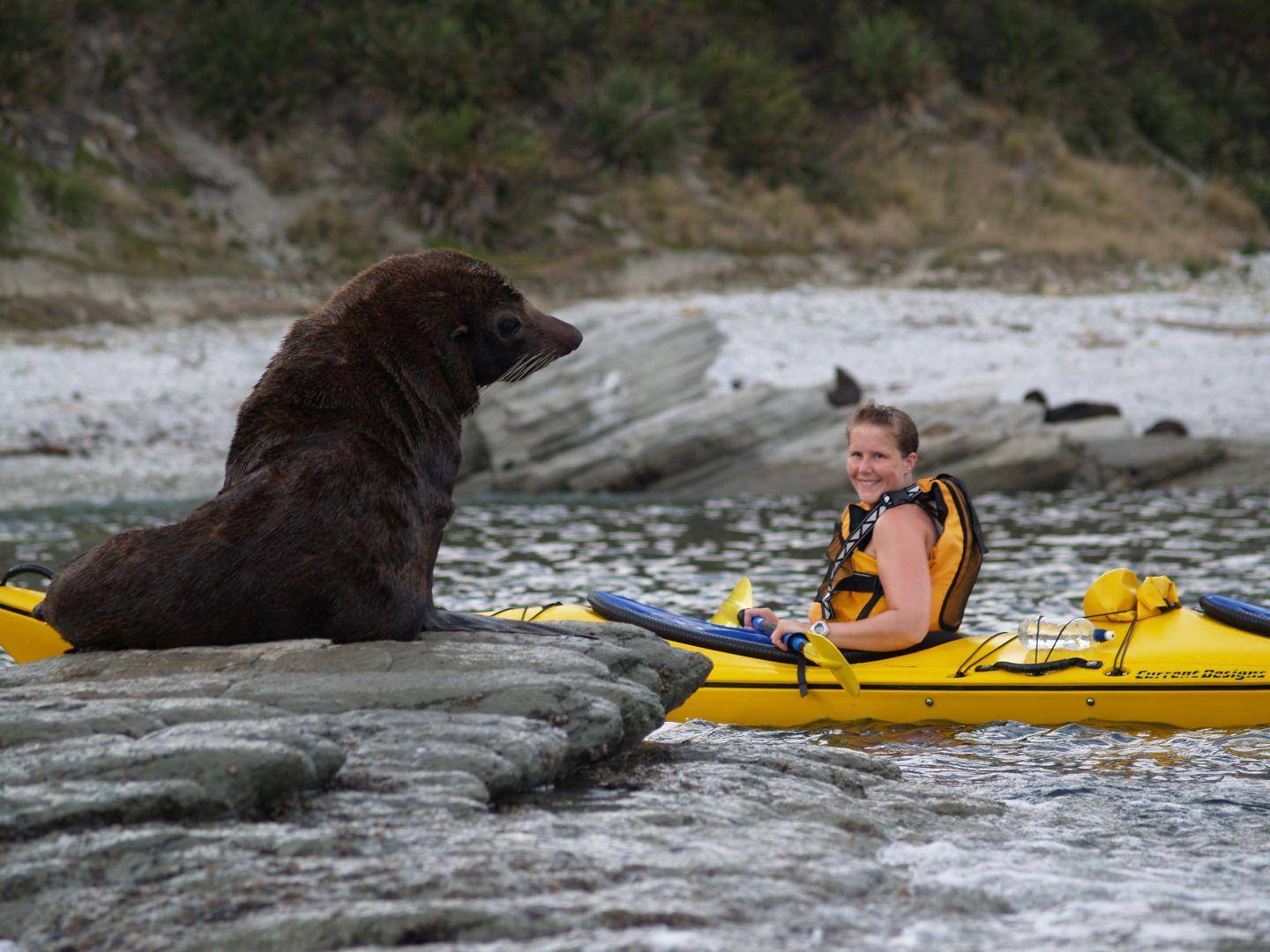 NZ Fur Seal Kaikoura Kayaks