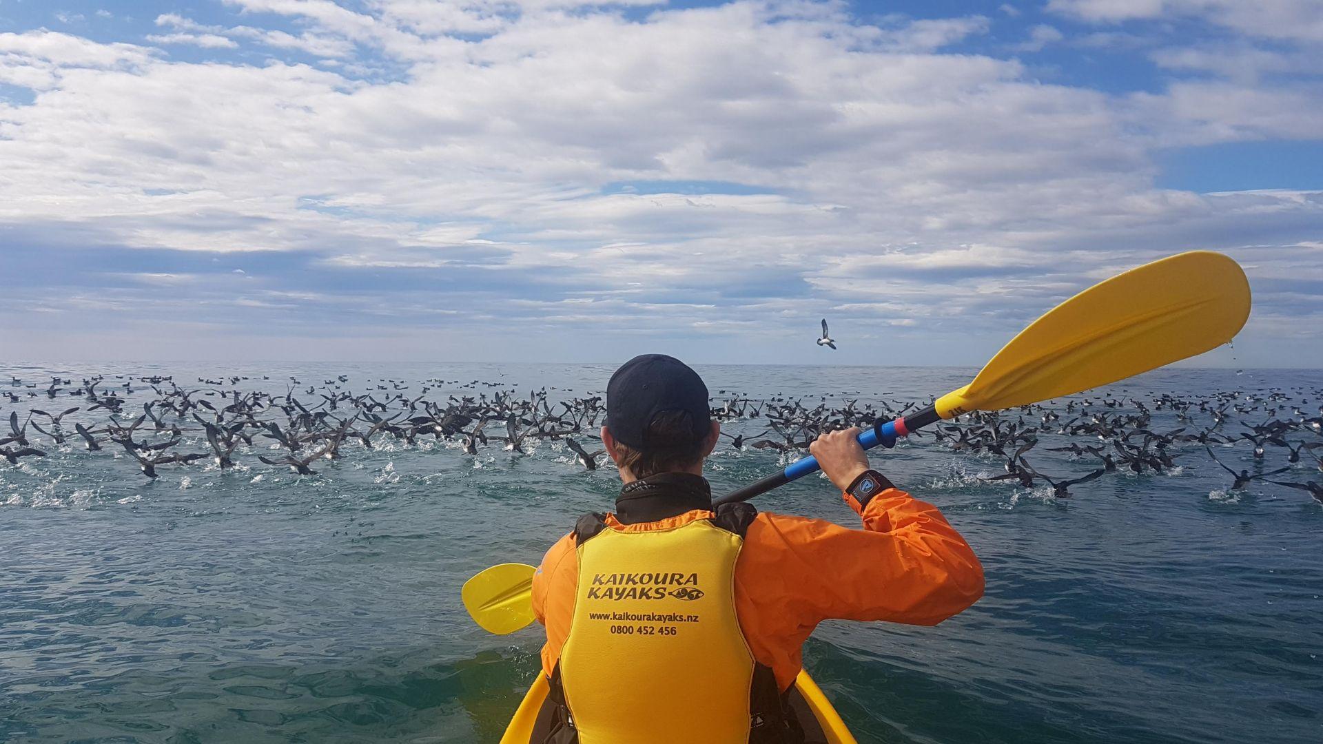 Hutton Shearwaters Kaikoura