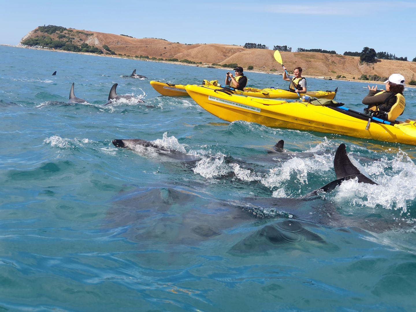 Kayaking With Dolphins In Kaikoura | Kaikoura Kayaks New Zealand