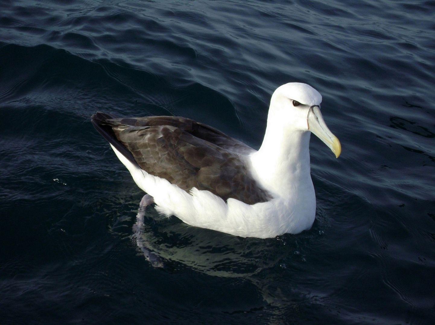 Albatross Kaikoura Kayaks