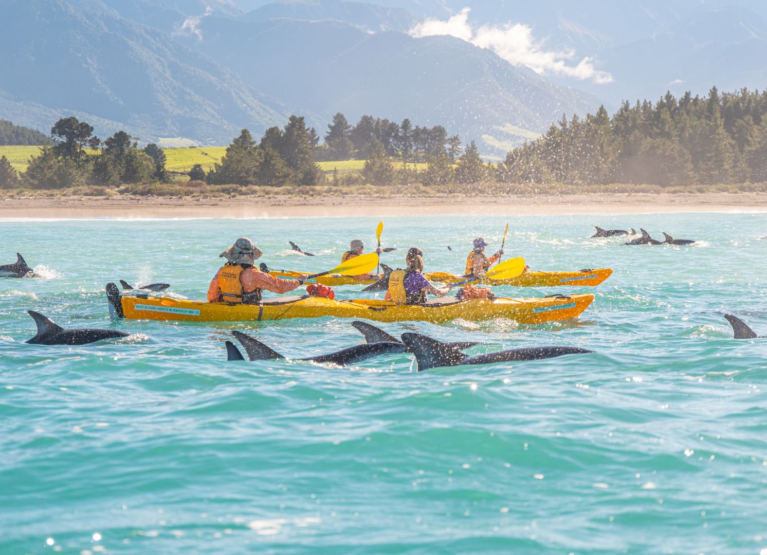 Dusky Dolphins Kaikoura