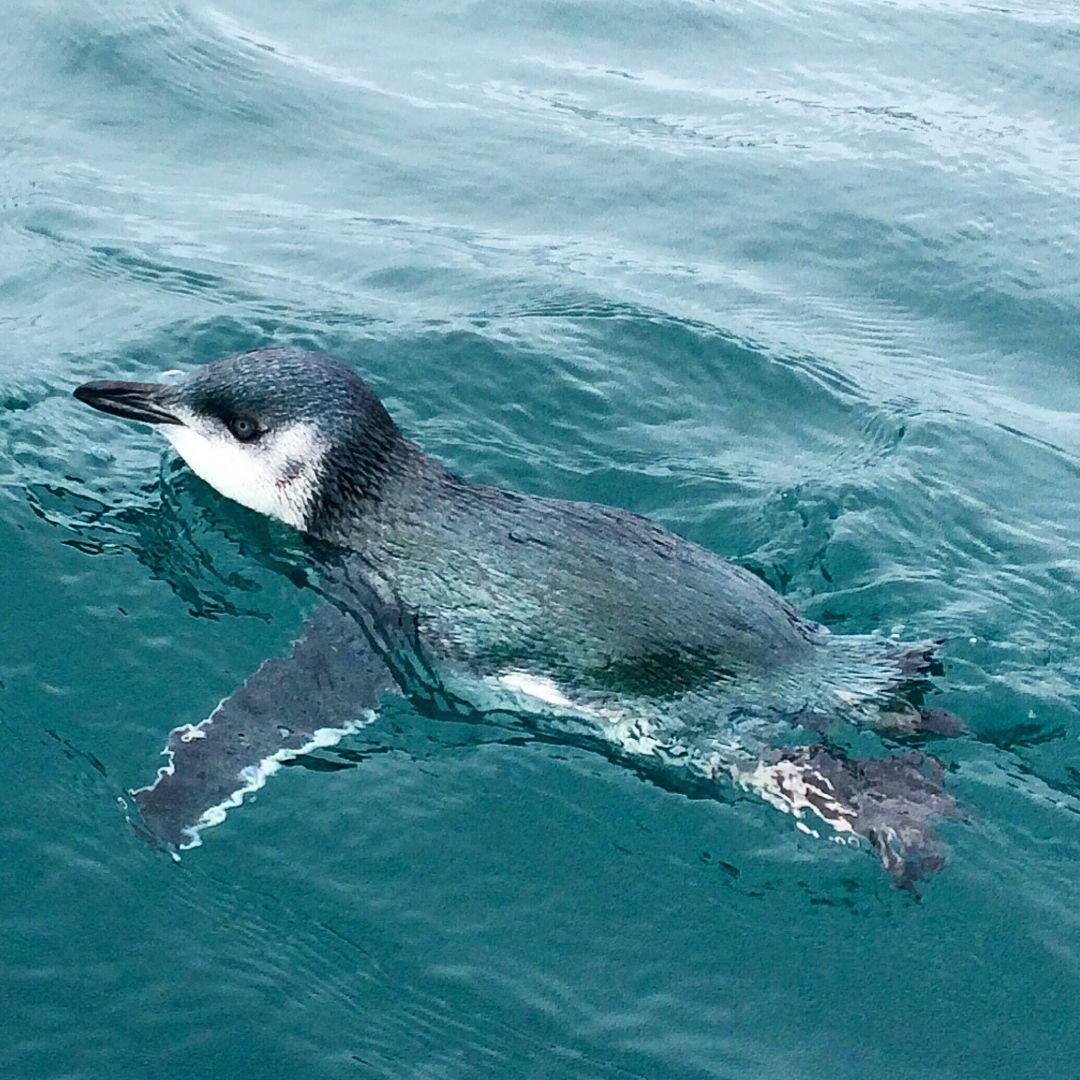 Blue Penguin Kaikoura Kayaks
