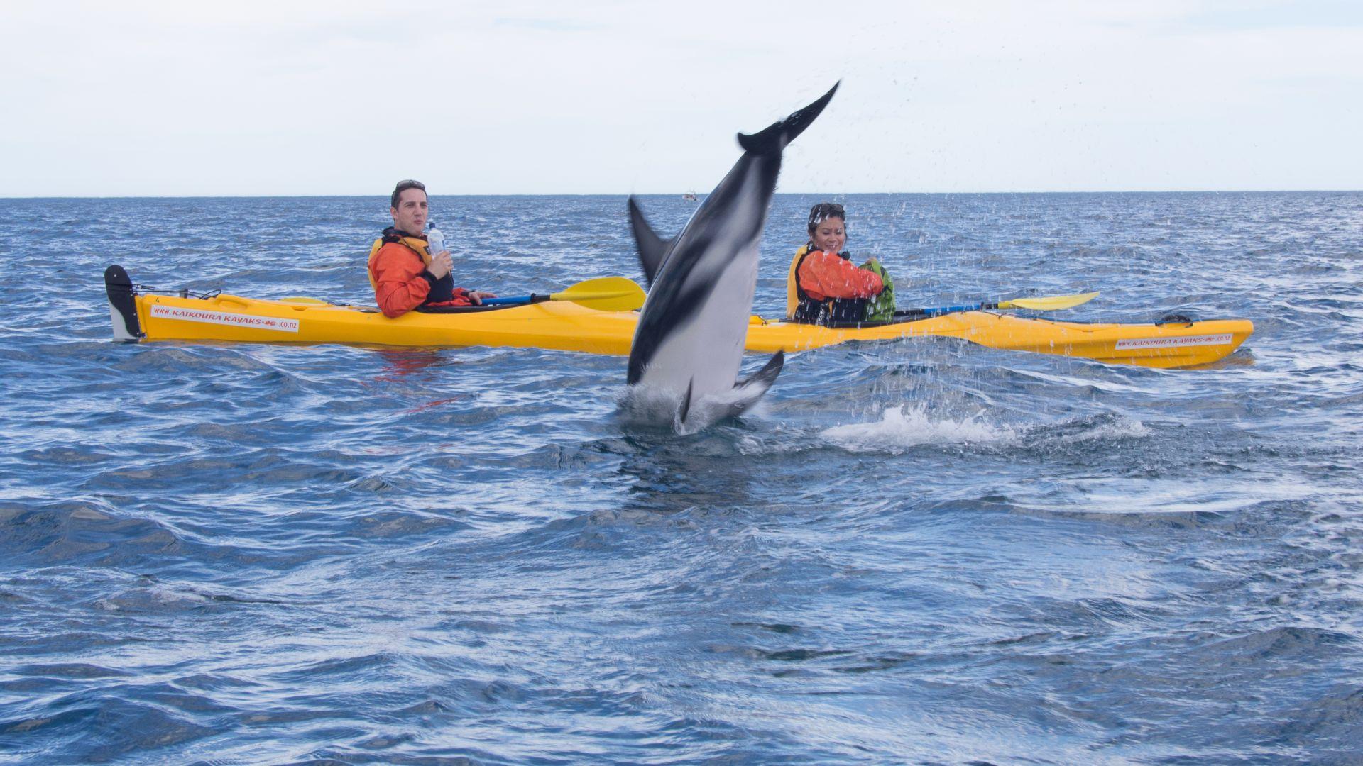 Guided Wildlife Kayaking NZ Kaikoura Kayaks