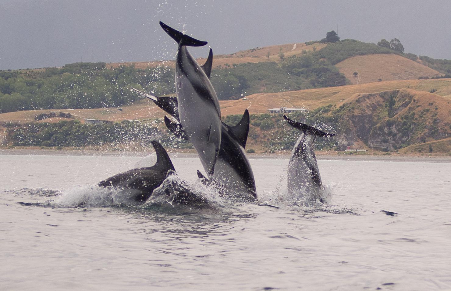 Dusky Dolphins Kaikoura Kayaks