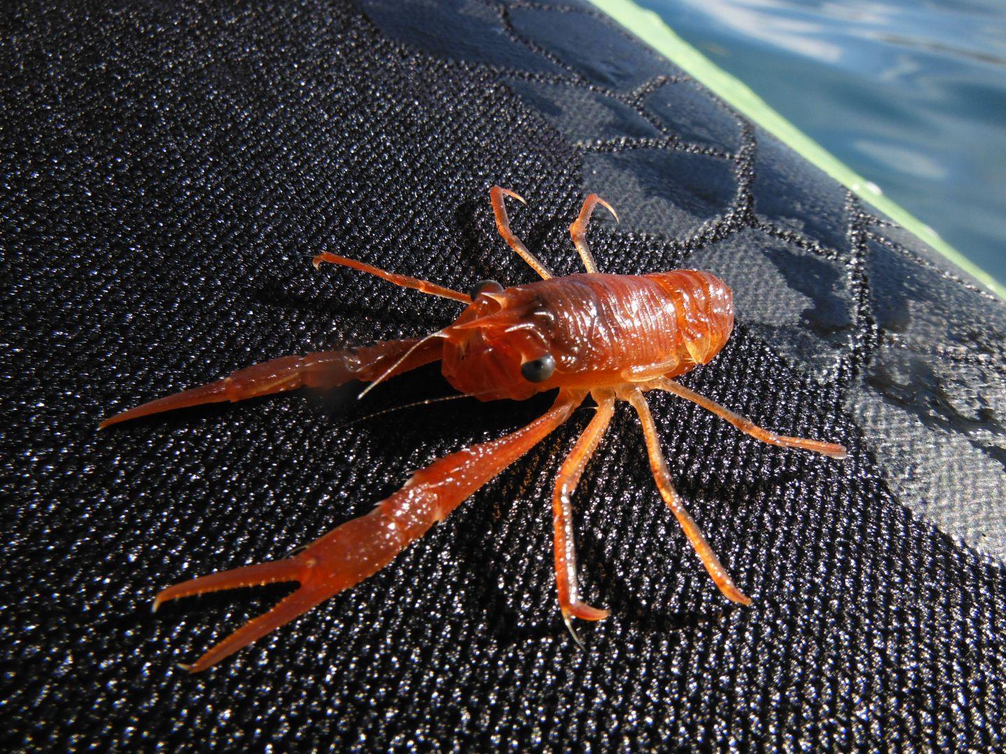 Squat Lobster NZ