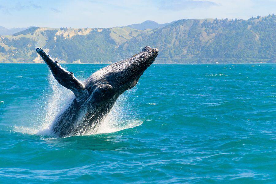 Humpback Whale Kaikoura Kayaks