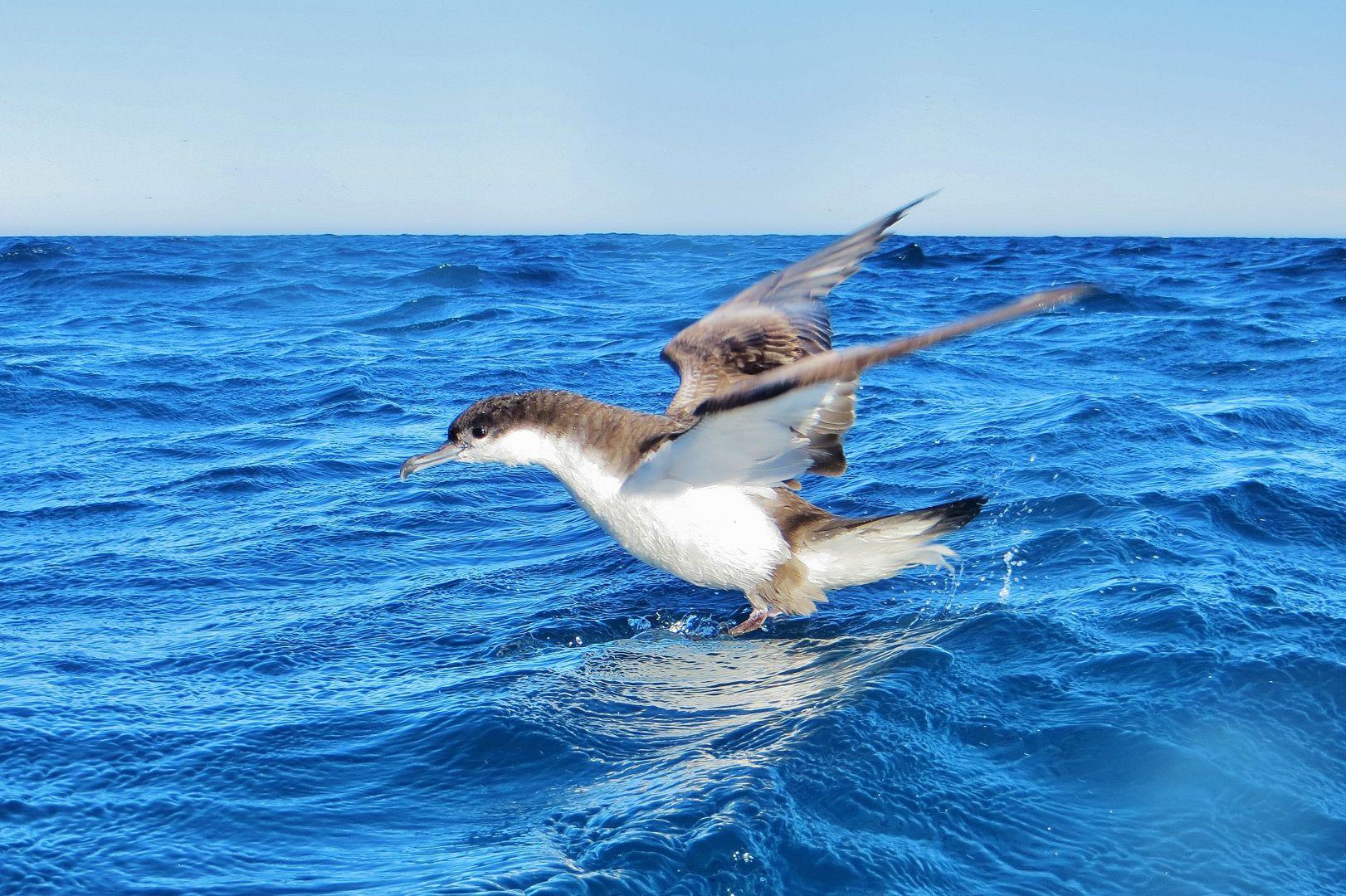 Hutton Shearwater Kaikoura Kayaks