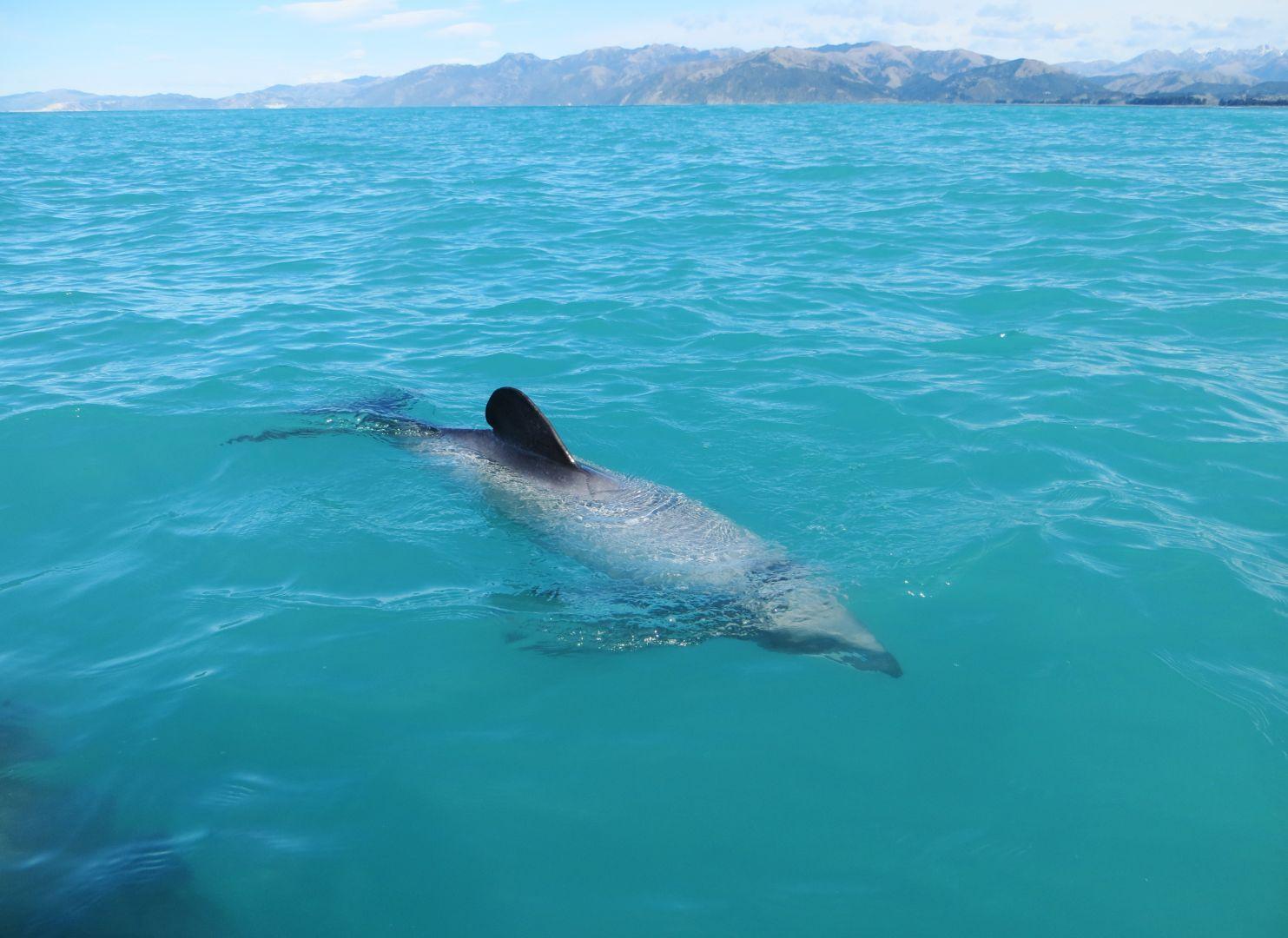 Hectors Dolphin Kaikoura