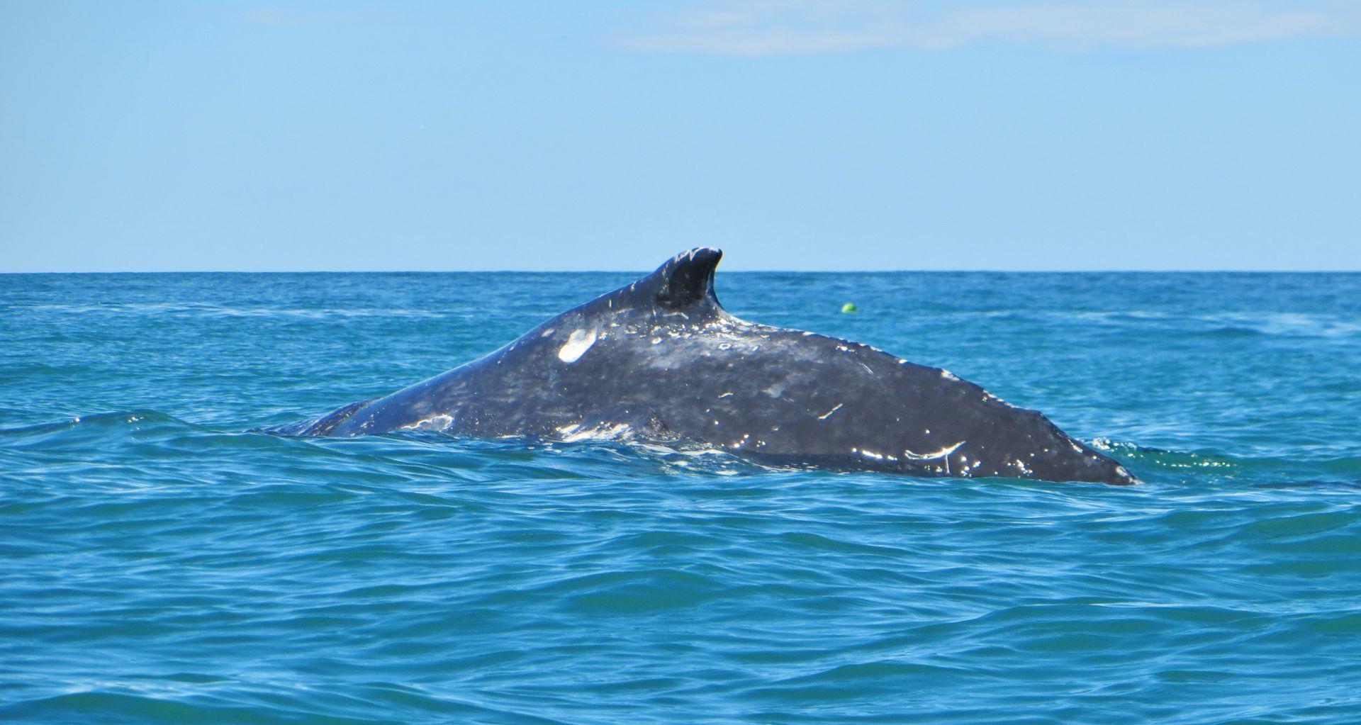 Humpback Whale Kaikoura Kayaks