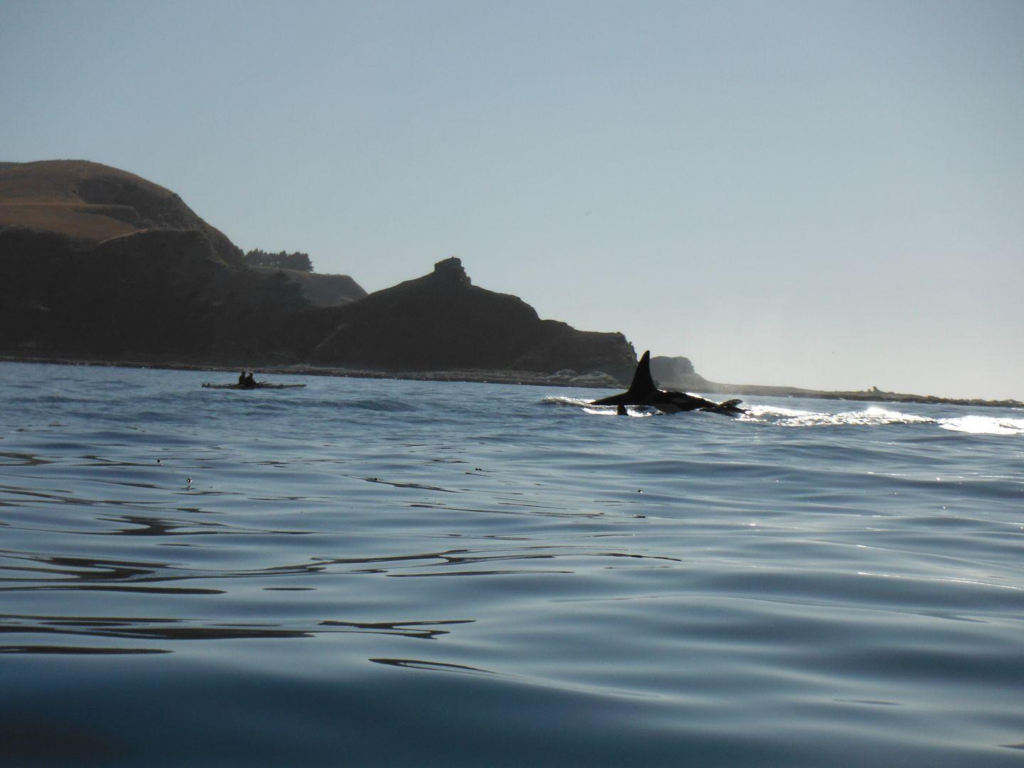 Orca Whales Kaikoura Kayaks