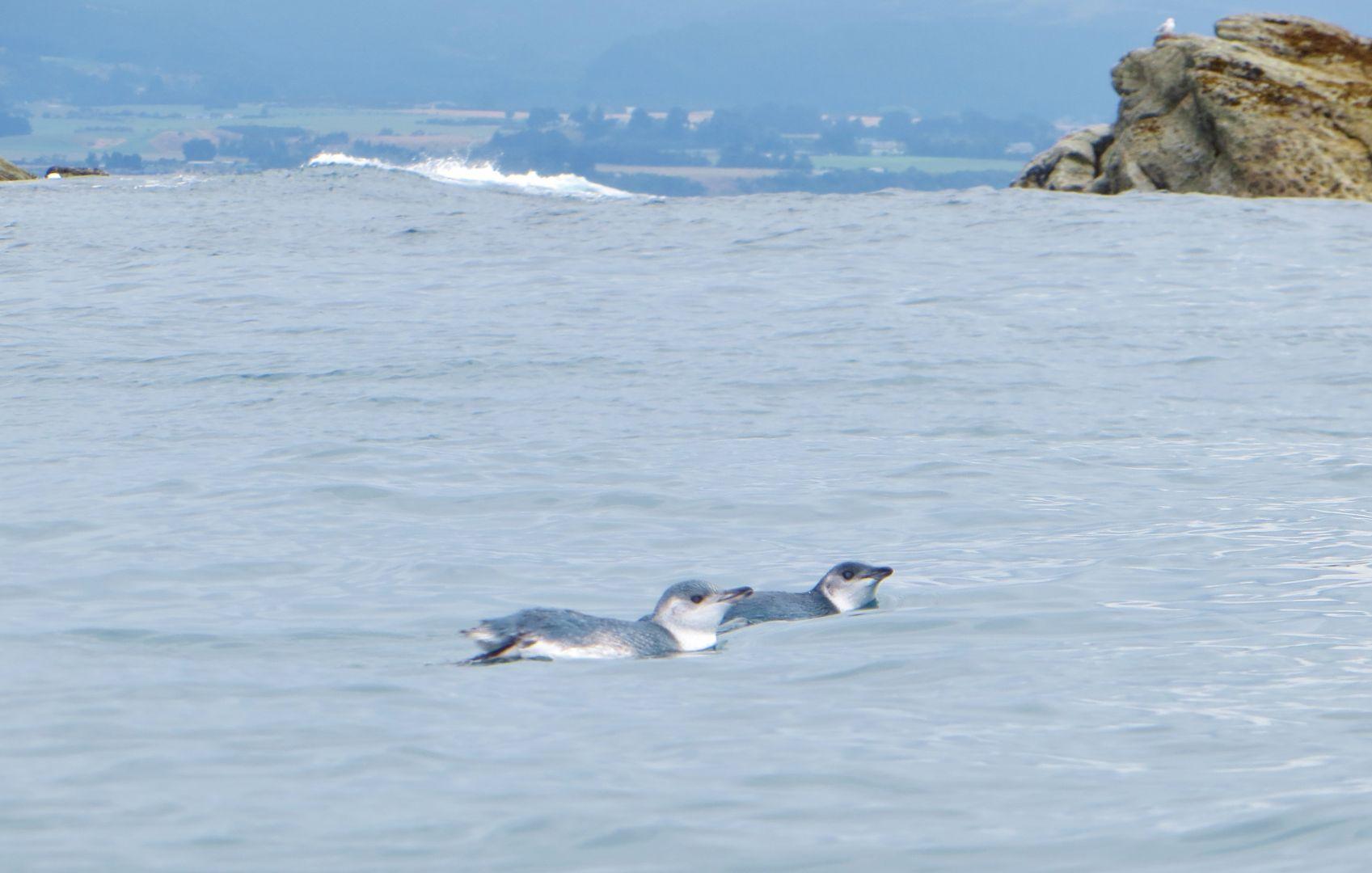 Blue Penguins Kaikoura Kayaks