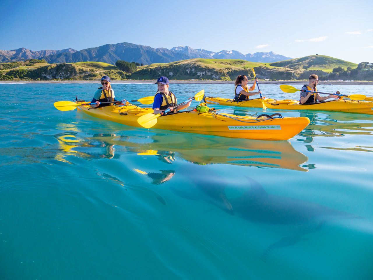 NZ Fur Seals Kaikoura