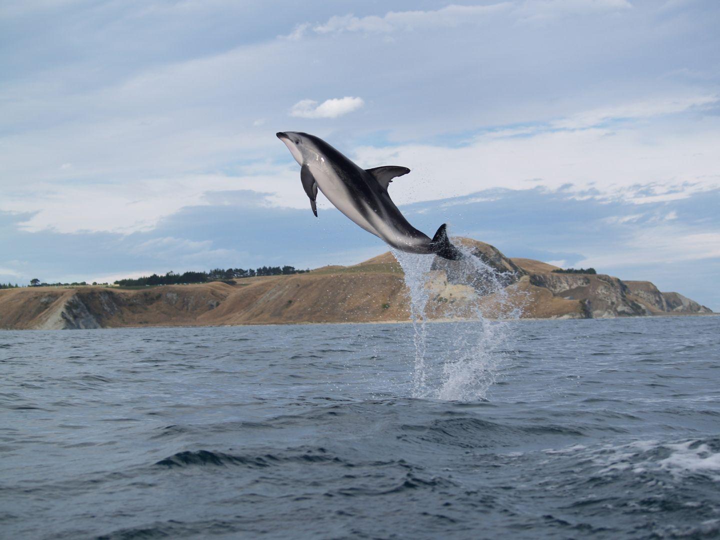 Dusky Dolphins Kaikoura