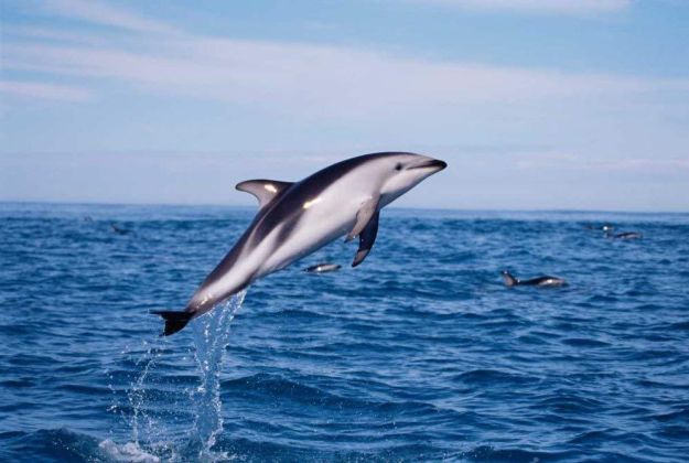 Dusky Dolphins Alt Text