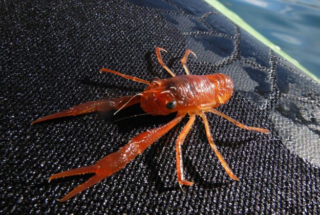 Squat Lobster Kaikoura Kayaks