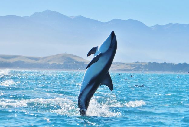 Dusky Dolphins Kaikoura