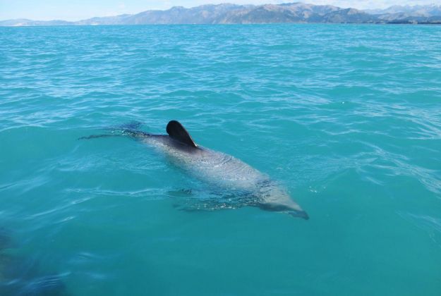 Kaikoura Dusty Dolphin