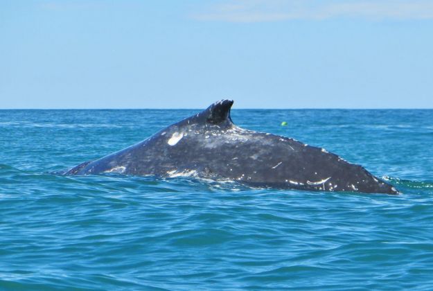 Whale watching Kaikoura
