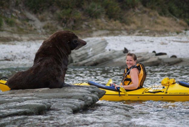 Guided Wildlife Kayaking Kaikoura Kayaks