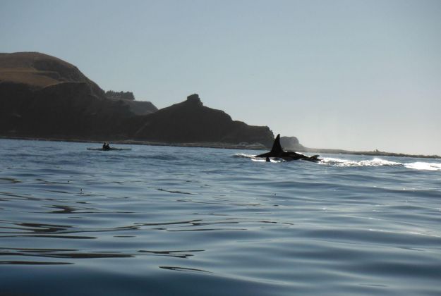 Orca Whales Kaikoura Kayaks