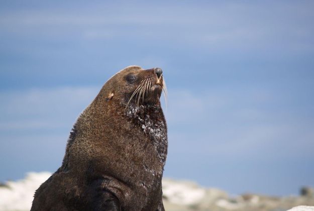 Fur Seals Alt Text