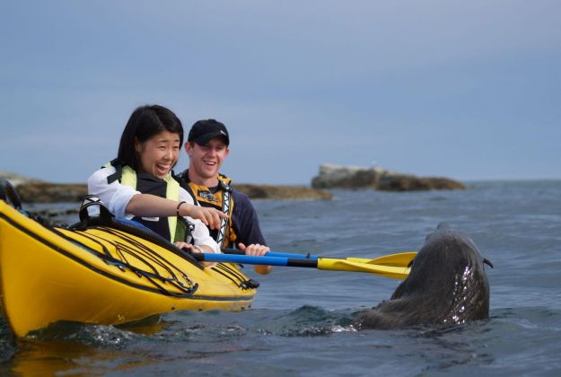 Experience Kaikoura Kayaks