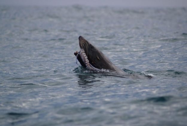 Kaikoura shark