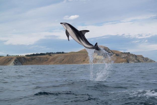 Dusky Dolphin jumping