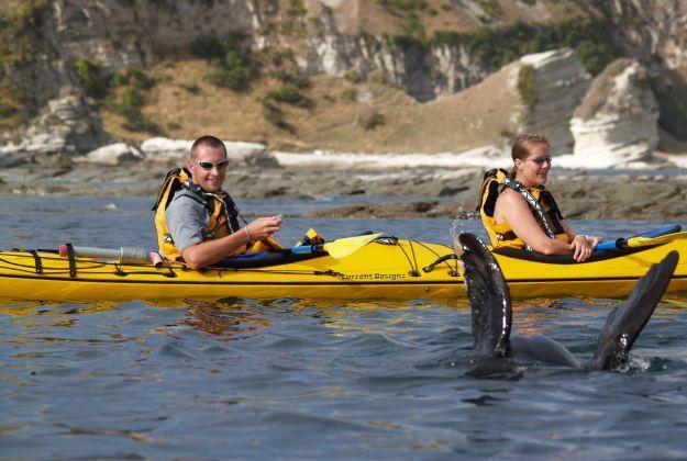 Kayaking with Seals Kaikoura Kayaks